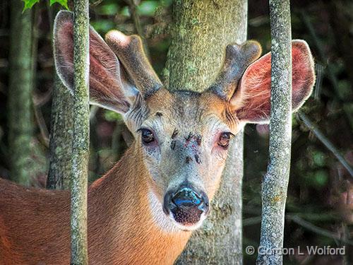 Deer & Deer Flies_DSCF03879.jpg - Photographed near Murphys Point, Ontario, Canada.